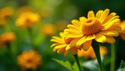 Sun-drenched calendula flowers, lush green foliage , flowerbed, sunshine, photography