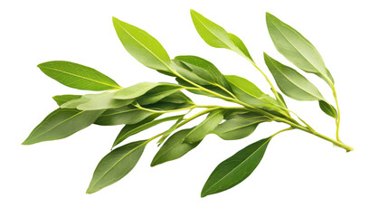 Fototapeta premium fresh green leaves isolated on white background