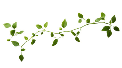 Obraz premium green leaves isolated on white background