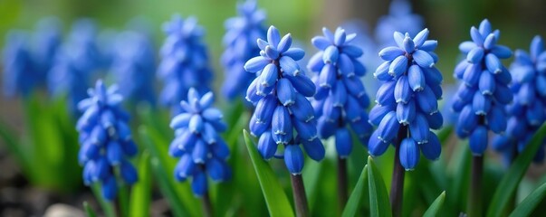 Freshly picked muscari grape hyacinth with leaves, blue flowers, fresh blooms, hyacinth