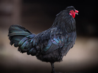 Une poule au plumage noire de profil © shocky
