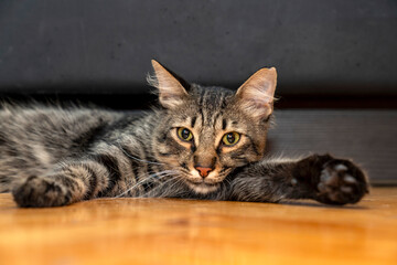 Majestic tabby cat relaxing, resting, looking, sleeping indoors, home. Beautiful domestic feline with striking green eyes, long whiskers, soft striped fur. For pet ownership, friendship, furry friend.
