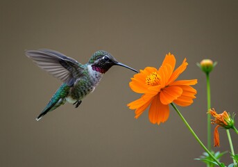 Naklejka premium High-speed capture of a hummingbird hovering near a vibrant flower