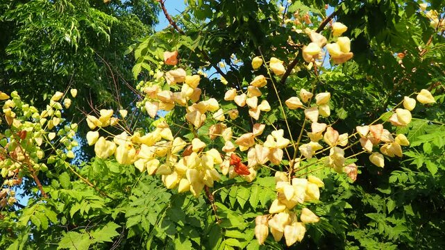 Physalis is a genus of flowering plants in the nightshade family Solanaceae. A defining feature of Physalis is a large, papery husk derived from the calyx, which partly or fully encloses the fruit
