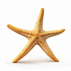 anatomically accurate golden starfish with natural pose and realistic marine details, white background