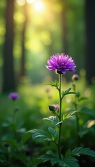 Obraz premium Dark purple knapweed blooms cluster in sun-dappled forest , Centaurea nigra, bloom, field