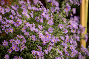 Close-up of beautiful purple flower blossoms