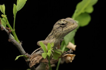 a lizard try to close his eye