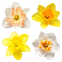 Collection of daffodils head isolated on white background. Spring flowers narcissus. Flat lay, top view