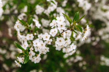 Blooming white cherry blossoms adorn a branch during spring, creating a stunning natural scene filled with delicate petals and a softly blurred green background