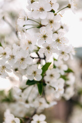 Blooming white cherry blossom flowers adorning a branch in springtime, showcasing the exquisite beauty and delicate essence of nature's renewal and vibrant life