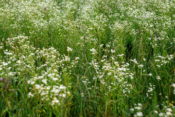 White wild daisies blooming in a lush green meadow under the bright sun of summer create a stunning and tranquil natural scene, inviting a sense of peace and beauty