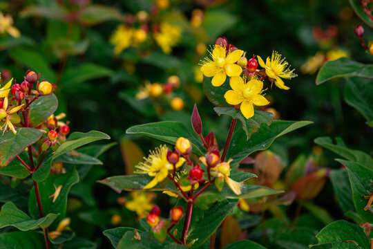 Hypericum hidcote, also known as st. John's wort, displays vibrant yellow blossoms and developing red berries amidst lush green foliage, creating a captivating scene in a summer garden