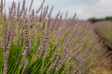 Lavender flowers growing in rows create a picturesque landscape, adding a touch of purple to the...