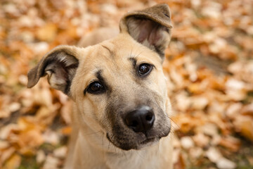 Portrait of a cute black mouth cur playing in autumn leaves