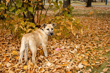 Portrait of a cute black mouth cur playing in autumn leaves