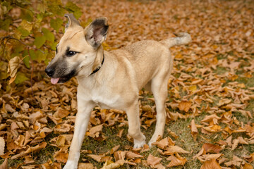 Portrait of a cute black mouth cur playing in autumn leaves