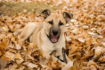 Portrait of a cute black mouth cur playing in autumn leaves