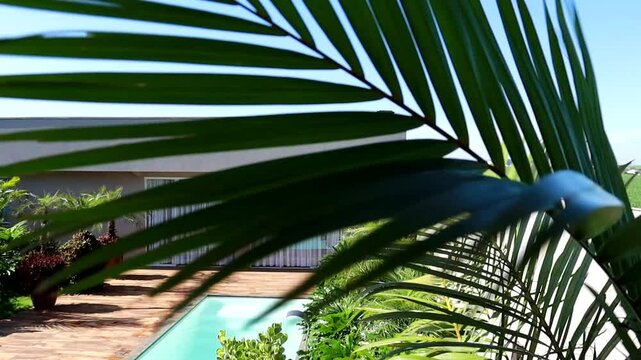 folhas de palmeira real  em area de lazer com piscina 