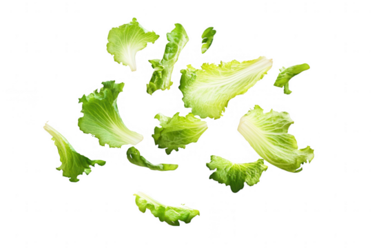 Fresh green lettuce leaves scattered on a white background creating a vibrant and healthy culinary display perfect for salads and healthy meals any time of the day