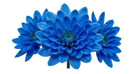 Obraz premium Vibrant Blue Chrysanthemum Blooms Close Up 