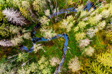 Aerial view of meandering forest stream, scenic wilderness in autumn