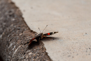 Vanessa atalanta pertenece a la familia Nymphalidae.