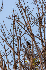 Turdus merula pertenece a la familia Turdidae.