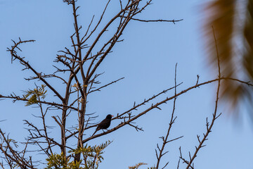 Turdus merula pertenece a la familia Turdidae.