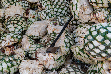 Agave tequila plant - Blue agave landscape fields in Jalisco, Mexico	
