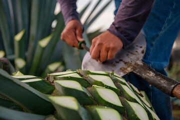 Agave tequila plant - Blue agave landscape fields in Jalisco, Mexico	
