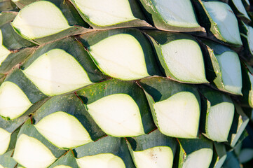 Agave tequila plant - Blue agave landscape fields in Jalisco, Mexico	
