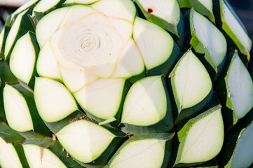Agave tequila plant - Blue agave landscape fields in Jalisco, Mexico	

