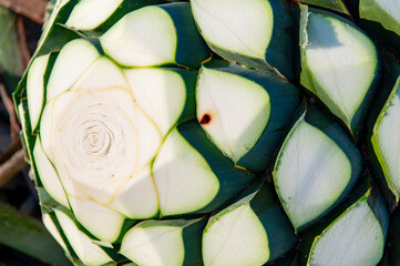 Agave tequila plant - Blue agave landscape fields in Jalisco, Mexico	
