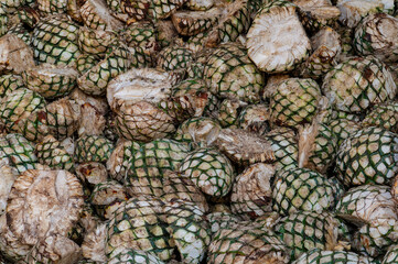 Agave tequila plant - Blue agave landscape fields in Jalisco, Mexico	
