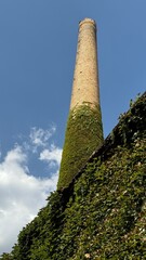 chimney on a roof covered with ivy