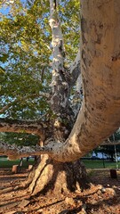 Old plane tree in the forest