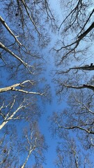 Plane Trees and sky in winter 
