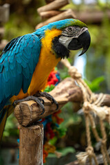 blue parrot, big parrot