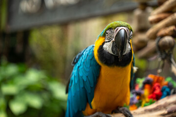 blue parrot, big parrot