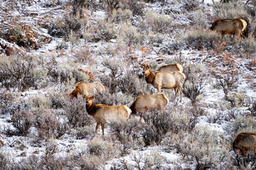 Elk herd on the side of a sagebrush snow covered mountain side in Utah