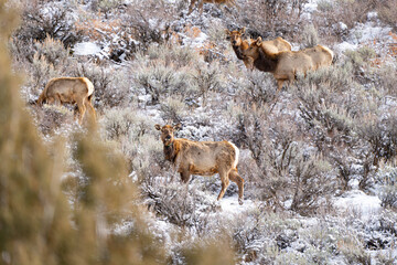 Elk herd on the side of a sagebrush snow covered mountain side in Utah