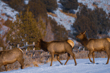 Elk walking across a snow covered mountain road 