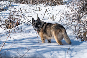 Older senior German Shepard dog walking and playing in the snow in the mountains