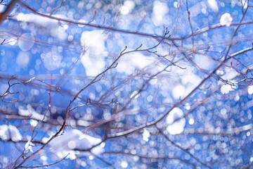 trees and branches covered with snow background, bokeh from sunlight hitting the snow and raindrops