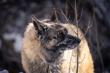 Older senior German Shepard dog walking and playing in the snow in the mountains