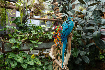 blue parrot, big parrot © Olga  Brodetska