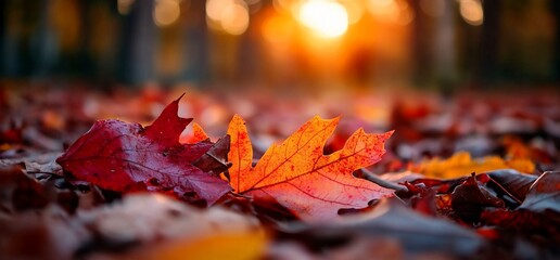 Autumn leaves on ground, sunset background, park. Fall nature scene