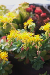 Sedum palmeri in bloom, succulent plant with yellow flowers