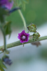 Wild mallow - Althaea officinalis, Malva sylvestris  in bloom, Mallow plant with lilac pink flowers, ornamental and medicinal plant
